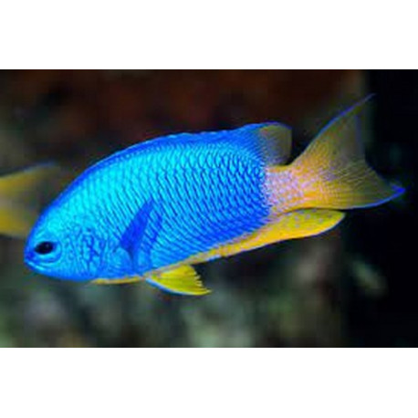 Pomacentrus coelestis Lmdlm