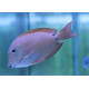 Acanthurus nigrofuscus Lmdlm