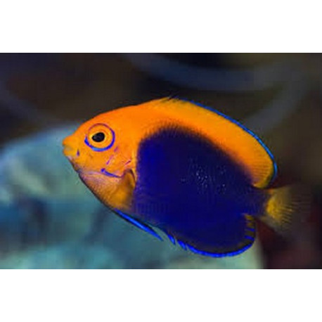 Centropyge acanthops Lmdlm