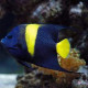 Pomacanthus asfur Lmdlm