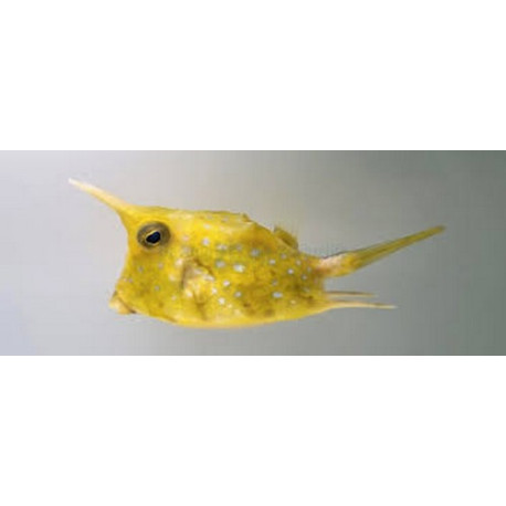 Lactoria cornuta Lmdlm