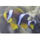 Amphiprion Bicinctus Lmdlm