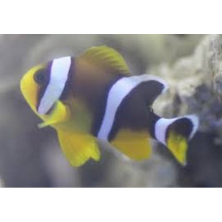 Amphiprion chrysogaster Lmdlm
