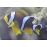 Amphiprion Bicinctus Lmdlm