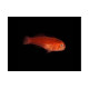 Gobiodon sp Lmdlm