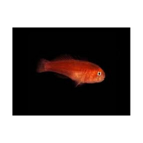 Gobiodon sp Lmdlm