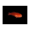 Gobiodon sp Lmdlm