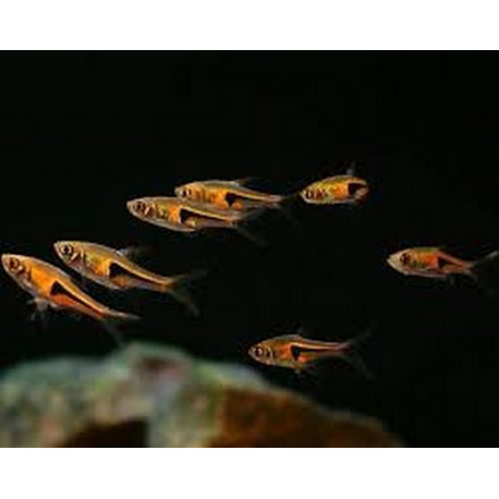 Rasbora hengeli Lmdlm