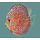 Discus
