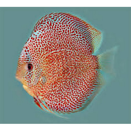 Discus