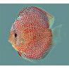 Discus
