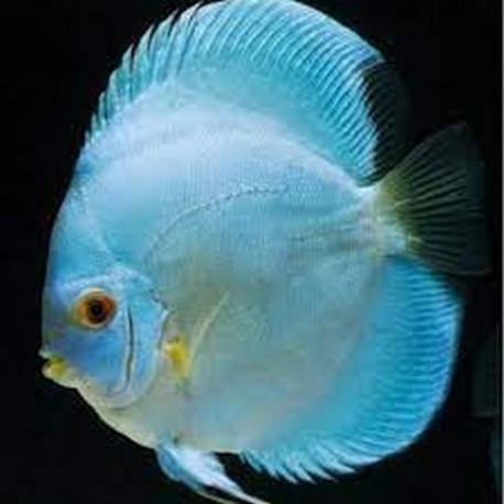 Discus