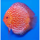 Discus
