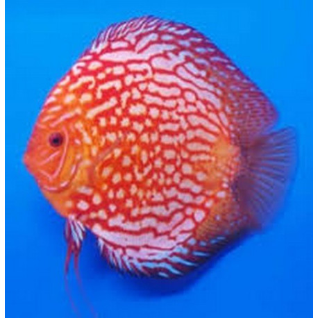 Discus RED PIGEON - Lmdlm