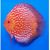 Discus RED PIGEON - Lmdlm