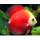 Discus