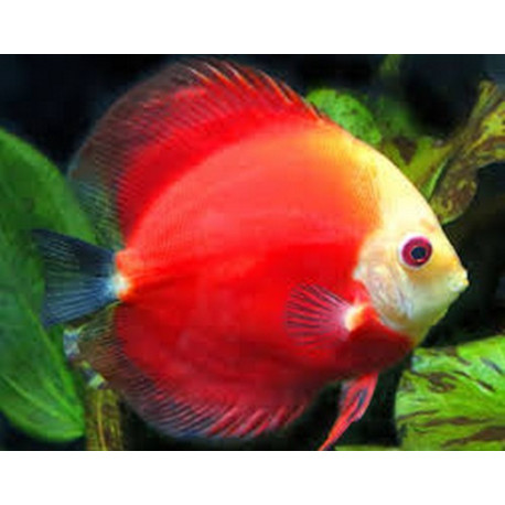 Discus