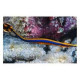 Doryrhamphus melanopleura Lmdlm