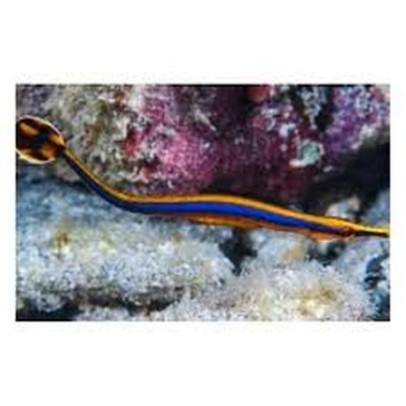 Doryrhamphus melanopleura Lmdlm