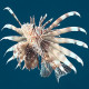 Pterois volitans  Lmdlm