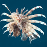 Pterois volitans  Lmdlm