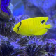 Apolemichthys Trimaculatus (Poisson-ange à trois taches) Lmdlm