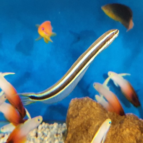 Plagiotremus rhinorhynchos Lmdlm