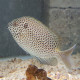 Siganus stellatus Lmdlm