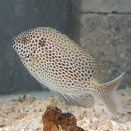 Lo vulpinus Lmdlm