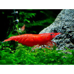 Crevette Neocardina rili Lmdlm