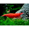 Crevette Neocardina rili Lmdlm