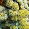Palythoa natalensis green Lmdlm