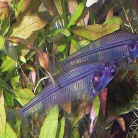 Kryptopterus bicirrhis Lmdlm
