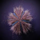 Mespilia globulus (Oursin) Lmdlm