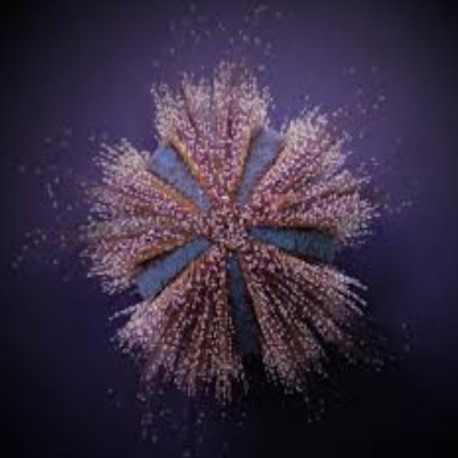 Mespilia globulus (Oursin) Lmdlm