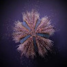 Mespilia globulus (Oursin) Lmdlm
