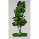 Plant APS-103 T16 Resun