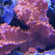 Eponge SP Lmdlm