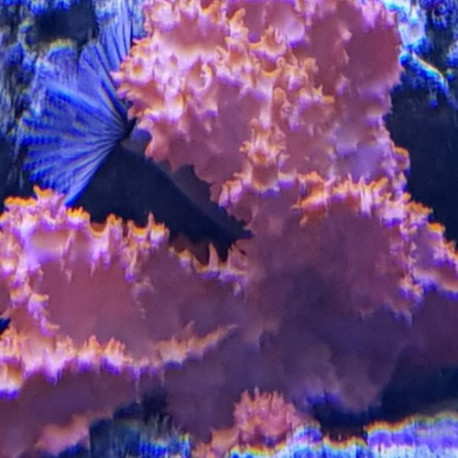 Eponge SP Lmdlm