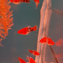 Xiphophorus helleri koi sanke Lmdlm