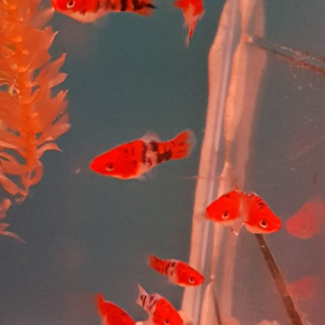 Xiphophorus helleri koi sanke Lmdlm