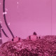 Corydoras Trilineatus (Panda Corydoras) Lmdlm