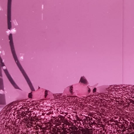 Corydoras Trilineatus (Panda Corydoras) Lmdlm