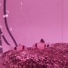 Corydoras Trilineatus (Panda Corydoras) Lmdlm