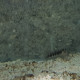 Dot Dash  Blenny Lmdlm