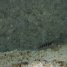 Ecsenius lineatus Lmdlm