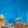 Blue blenny Lmdlm