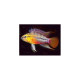 Apistogramma hongsloi i red-gold Lmdlm