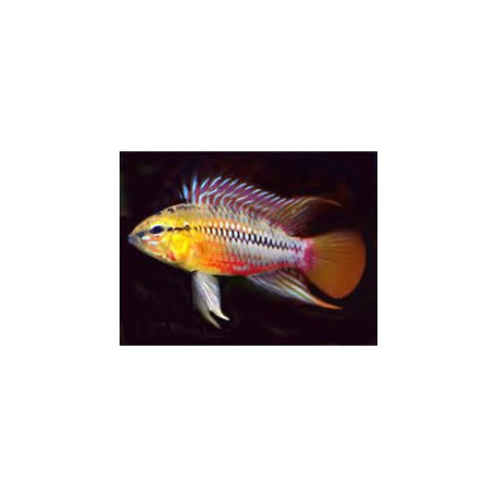 Apistogramma hongsloi i red-gold Lmdlm