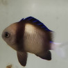 Dascyllus carneus Lmdlm